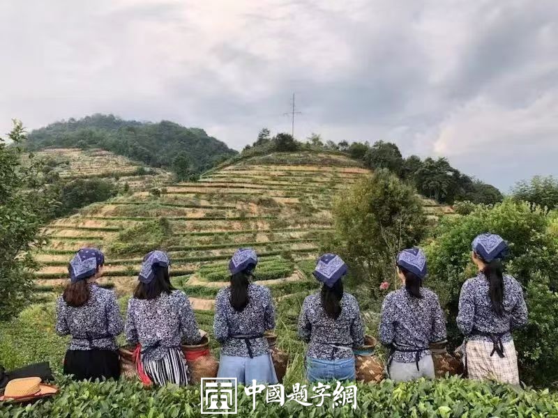 书法名家邓凌鹰为茶文化公司品牌题字《晗金树 树魁》插图4