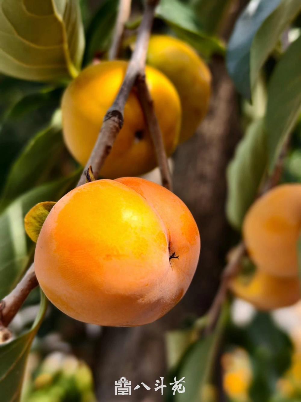 高端商务书画定制成功案例插图1