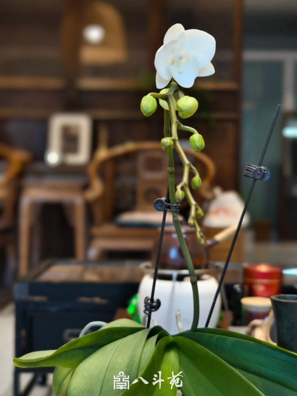 从“闭关锁国”到全面开放：中华文明的开放转型之路