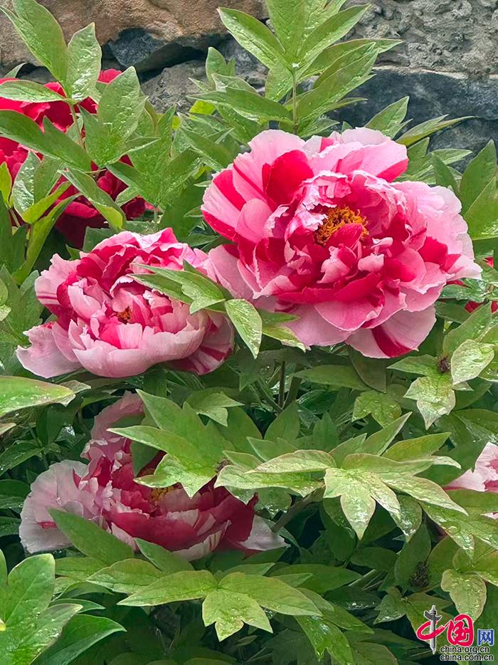 17e6a8dc-dfbc-4b5c-9f77-df477e6d3b38_batchwm