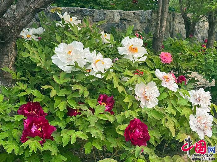 9964f3a3-bd69-4363-aa8c-3e44f0eaf76b_batchwm_batchwm